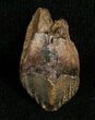 Inch Triceratops Tooth - Very Little Wear #5708-1